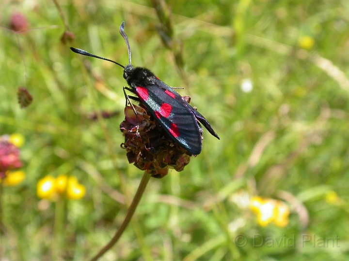Five-spot burnet - A.jpg - Five-spot burnet